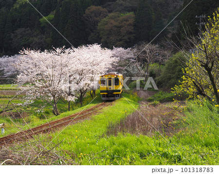 桜の中を走るいすみ鉄道の列車 桜の中を走るいすみ鉄道の列車 101318783