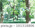 緑のきれいな森 101318806