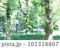 緑のきれいな森 101318807