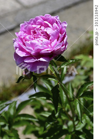 本満寺　芍薬 101318942