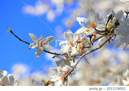 青空と満開の辛夷（コブシ） 101319001