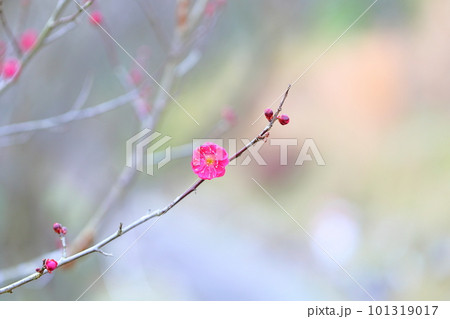 梅の花　八重寒紅 101319017