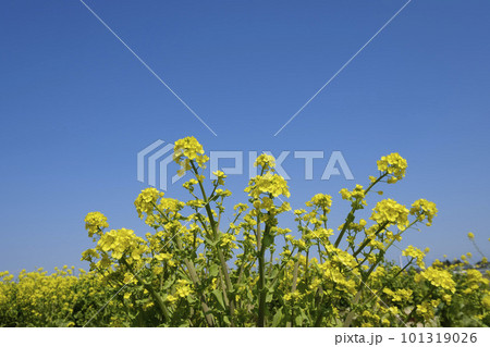 春の白菜の花 101319026