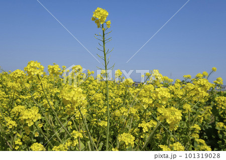 春の白菜の花 101319028