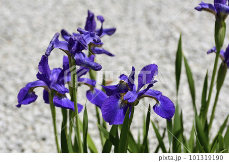 天寧寺　アヤメ 101319190