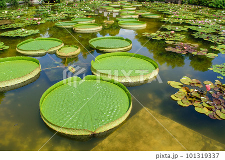 水面に浮かぶオオオニバスの葉 101319337