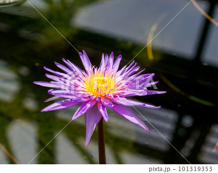 紫色のスイレンの花 101319353