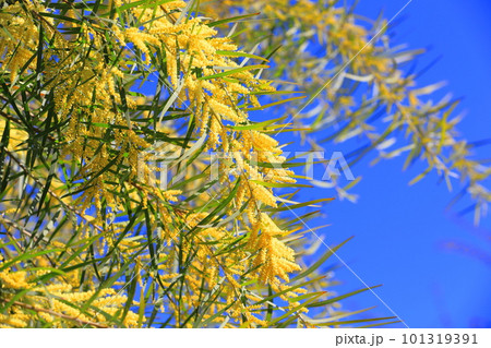 アカシア・フロリバンダ（柳葉アカシア） 101319391