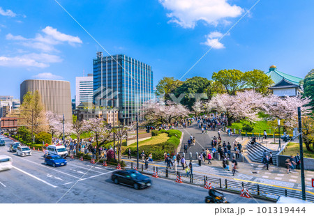日本の東京都市景観 昭和館や満開の桜、日本武道館などを望む・奥は田安門方向＝4月1日 101319444