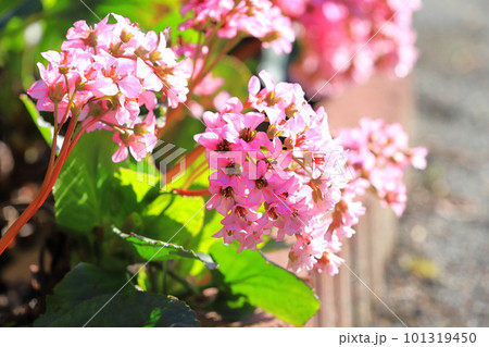 ピンク色のヒマラヤ雪の下（ヒマラヤユキノシタ） 101319450