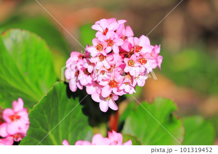 ピンク色のヒマラヤ雪の下(ヒマラヤユキノシタ) ピンク色のヒマラヤ雪の下(ヒマラヤユキノシタ) 101319452