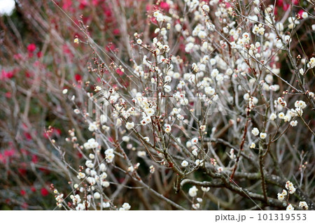 梅の花　虎の尾 101319553