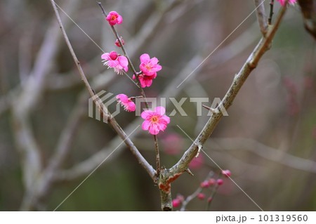 梅の花　一重寒紅 101319560