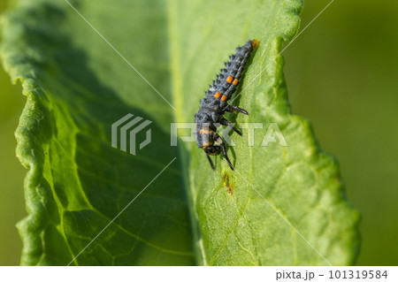 ナナホシテントウ幼虫 ナナホシテントウ幼虫 101319584