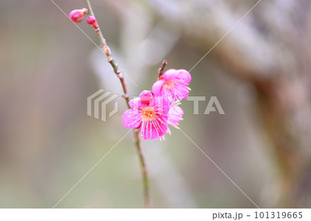 梅の花　道知辺 101319665
