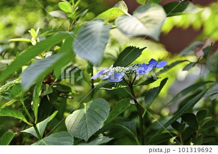 祇園白川　紫陽花 101319692