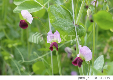 春の菜園のえんどう豆の花 春の菜園のえんどう豆の花 101319739