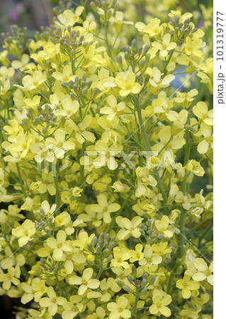 菜園のブロッコリーの花 菜園のブロッコリーの花 101319777