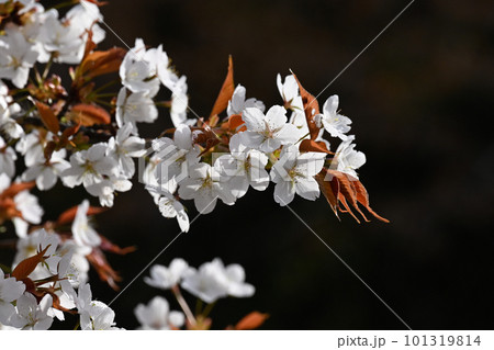 山桜の白い花 山桜の白い花 101319814