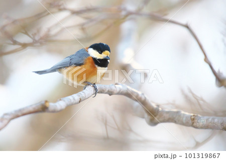 木の枝にとまってあたりの様子を伺うヤマガラ 木の枝にとまってあたりの様子を伺うヤマガラ 101319867