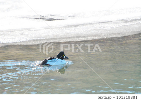 冬の水辺を泳ぐホオジロガモ 101319881