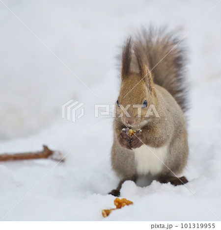 雪の中から見つけたクルミを食べているエゾリス 101319955