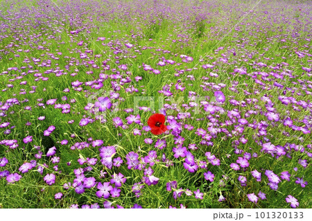 ムギナデシコの花畑に紅いポピー 101320133