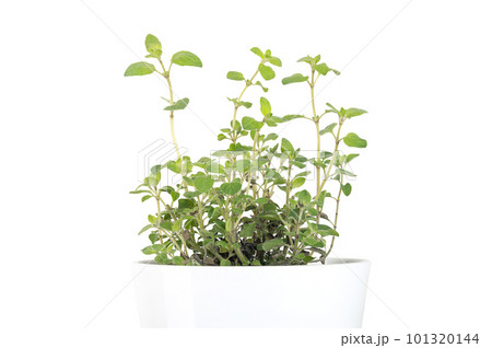 Oregano, potted young plant, in a white pot. Origanum vulgare, a culinary herb and the staple herb of Italian cuisine, used for the flavour of its leaves. Front view, isolated, on white background. 101320144
