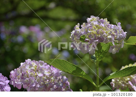 智積院　あじさい園 101320180