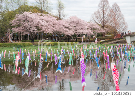鶴生田川の満開の桜とこいのぼり【群馬県館林市】 101320355