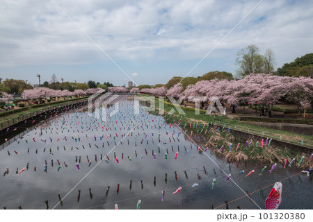 鶴生田川の満開の桜とこいのぼり【群馬県館林市】 鶴生田川の満開の桜とこいのぼり【群馬県館林市】 101320380