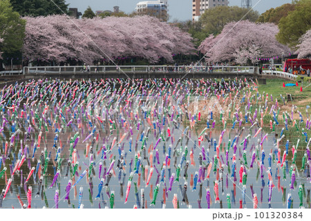 鶴生田川の満開の桜とこいのぼり【群馬県館林市】 101320384