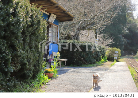 田舎の駅に猫がいる光景「小湊鐵道・飯給駅」 田舎の駅に猫がいる光景「小湊鐵道・飯給駅」 101320431