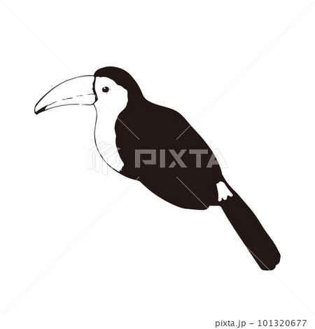 横を向いたオオハシのペン画のモノクロイラスト 101320677