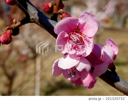 梅 梅の花 夏衣 なつごろも 一重咲きの紅紫色の花 梅 梅の花 夏衣 なつごろも 一重咲きの紅紫色の花 101320732
