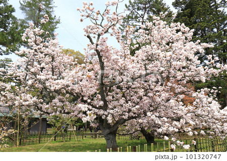 京都御苑 車返桜 京都御苑 車返桜 101320747