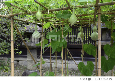 豊国神社　千成瓢箪 101320819