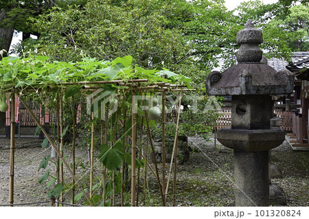 豊国神社 千成瓢箪 豊国神社 千成瓢箪 101320824