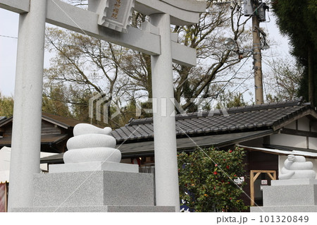 白蛇神社の鳥居と白蛇 101320849