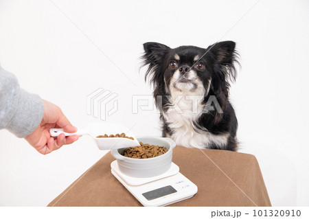 ドッグフードを計量器で計って給餌される犬 ドッグフードを計量器で計って給餌される犬 101320910