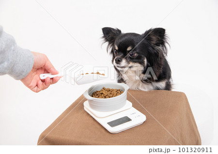 ドッグフードを計量器で計って給餌される犬 101320911