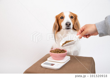 ドッグフードを計量器で計って給餌される犬 ドッグフードを計量器で計って給餌される犬 101320918