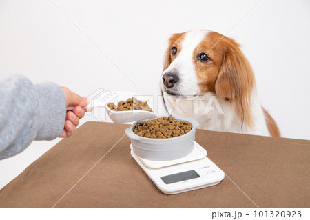 ドッグフードを計量器で計って給餌される犬 ドッグフードを計量器で計って給餌される犬 101320923