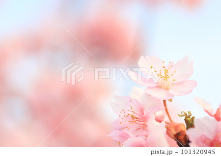 河津桜4598 101320945