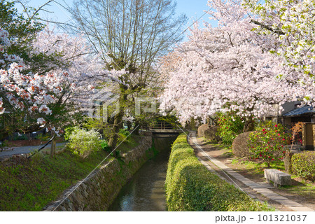 桜咲く哲学の道 桜咲く哲学の道 101321037