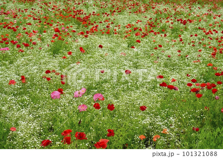 ポピーとカスミソウの花畑 101321088