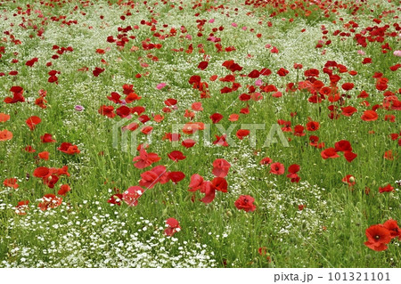 ポピーとカスミソウの花畑 101321101
