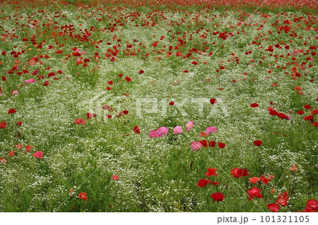 ポピーとカスミソウの花畑 101321105