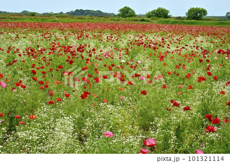 ポピーとカスミソウの花畑 ポピーとカスミソウの花畑 101321114