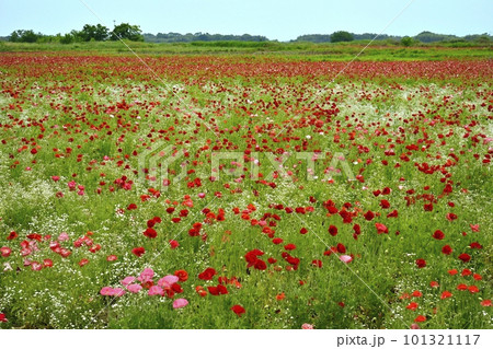 ポピーとカスミソウの花畑 101321117